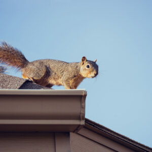 Wildlife Control in Berkshire