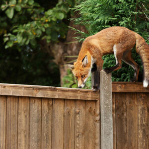 Wildlife Control in Slough, Berkshire